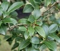 Osmanthus x burkwoodii - Schijnhulst - 1