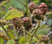 Rubus fruticosus 'Chester Thornless' - Doornloze braam 'Chester Thornless' - 1