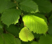 Corylus avellana