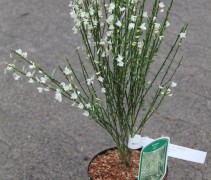 Cytisus Preacox Albus