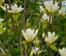 Een Magnolia 'Double Diamond' struik met grote witte bloemen
