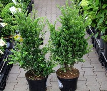 Ilex crenata 'Dark Green' 60-80 cm in pot