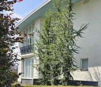Cedrus libani - Libanonceder - 1