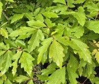 Acer triflorum - Driebloemige esdoorn - 3