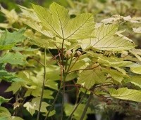Acer pseud. 'Brilliantissimum' - Bolesdoorn - 1