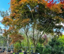 Acer palmatum 'Masu-kagami'