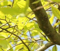 Nyssa sylvatica