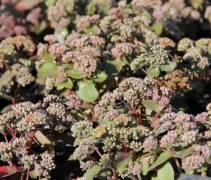 Sedum 'Matrona'