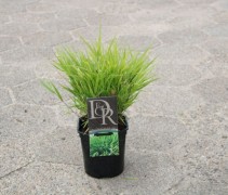Hakonechloa Macra