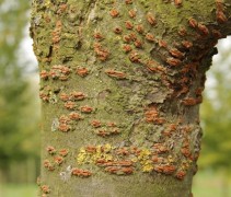 Prunus 'Accolade' stam