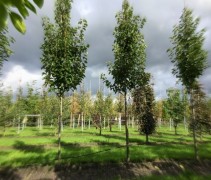 Pyrus calleryana 'Chanticleer'