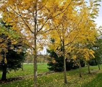 Juglans nigra - Zwarte Notenboom - 9