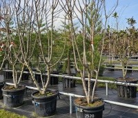 Prunus dom. 'Reine Claude Verte' - Prunus dom. 'Reine Claude Verte' - 3