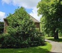 Ilex,  Grote hulst als groenblijvende solitair