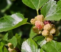 Morus alba - Moerbei - 2