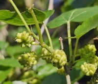 Morus alba - Moerbei - witte moerbei vruchten in juni