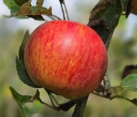 Malus domestica 'Elstar' - Appel Elstar - 4