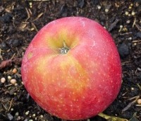 Malus domestica 'Elstar' - Appel Elstar - 3