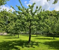 Prunus avium 'Regina' - Prunus avium 'Regina' - 1