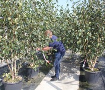 Betula utilis 'Jacquemontii' (Doorenbos)