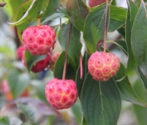 Cornus kousa