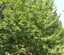 Magnolia kobus