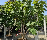 Catalpa erubescens 'Purpurea' - Purperkleurige trompetboom - 15