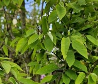 Amelanchier arborea 'Robin Hill' - Amerikaans krentenboompje - 4