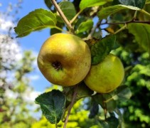 Malus domestica 'Reinette Grise' 
