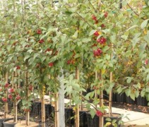 Malus Red Sentinel