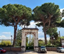 Pinus Pinea