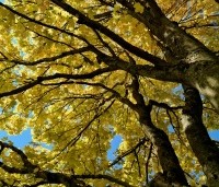 Acer pseud. 'Brilliantissimum' volwassen kroon