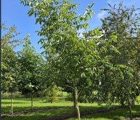Juglans regia 'Lange van Lod'  - Walnoot, Reuzennoot - 1
