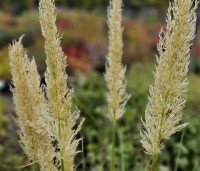 Cortaderia selloana 'Pumila' - Pampasgras 'Pumila' - 1