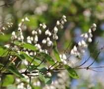 Deutzia