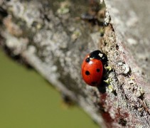 Lieveheersbeestje