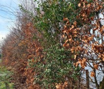 Ligustrum in gemengde haag