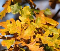 Quercus robur