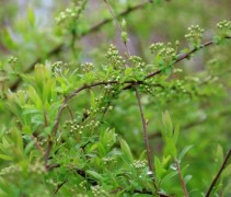 Spiraea 'Grefsheim'