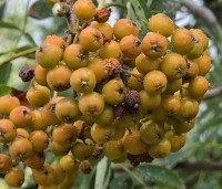 Sorbus aucuparia - Lijsterbes - 4