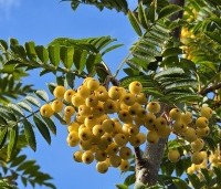 Sorbus 'Joseph Rock' - Lijsterbes 'Joseph Rock' - 2