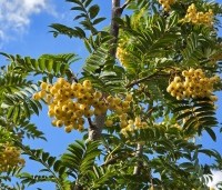 Sorbus 'Joseph Rock' - Lijsterbes 'Joseph Rock' - 1