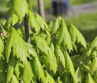 Acer rubrum - Rode Esdoorn - jong slap blad in mei