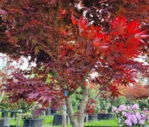 Acer palmatum 'Bloodgood'