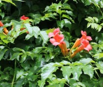 Campsis Tagliabuana 'Madame van Galen'