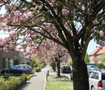 Prunus serrulata 'Kanzan' in straatbeeld