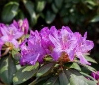 Rhododendron 'Catawbiense Boursault'  - Rododendron 'Catawbiense Boursault'  - 4