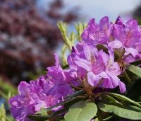 Rhododendron 'Catawbiense Boursault'  - Rododendron 'Catawbiense Boursault'  - 5
