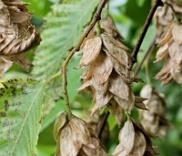 Ostrya carpinifolia - Hopbeuk - 1