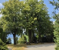 Tilia platyphyllos - Zomerlinde - 2